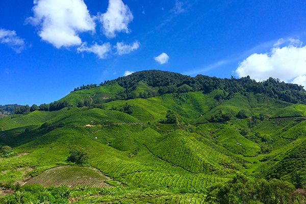 Plots in Ranikhet